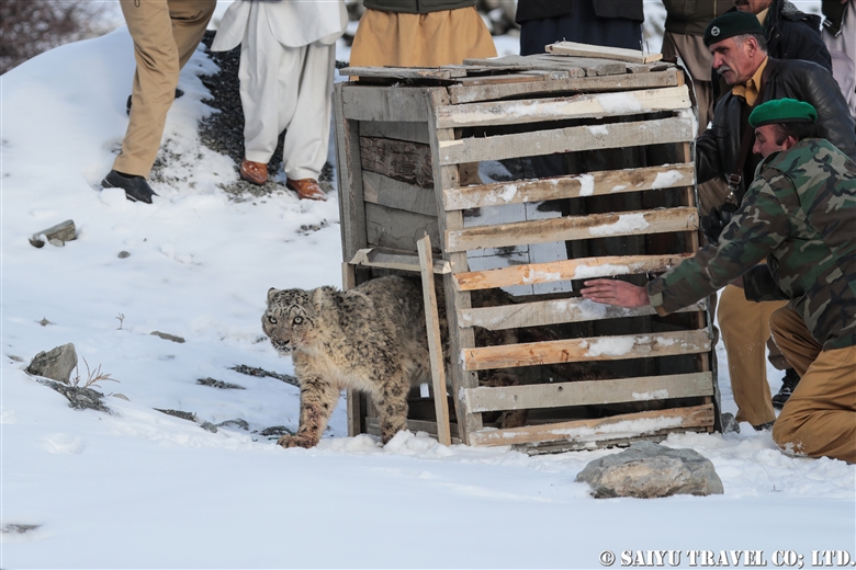 Snow Leopard returns to the mountain